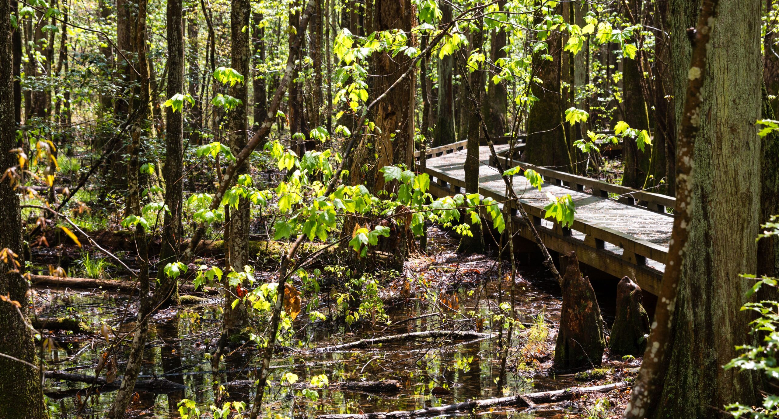 Why the Great Dismal Swamp Still Matters (image credits: wikimedia)