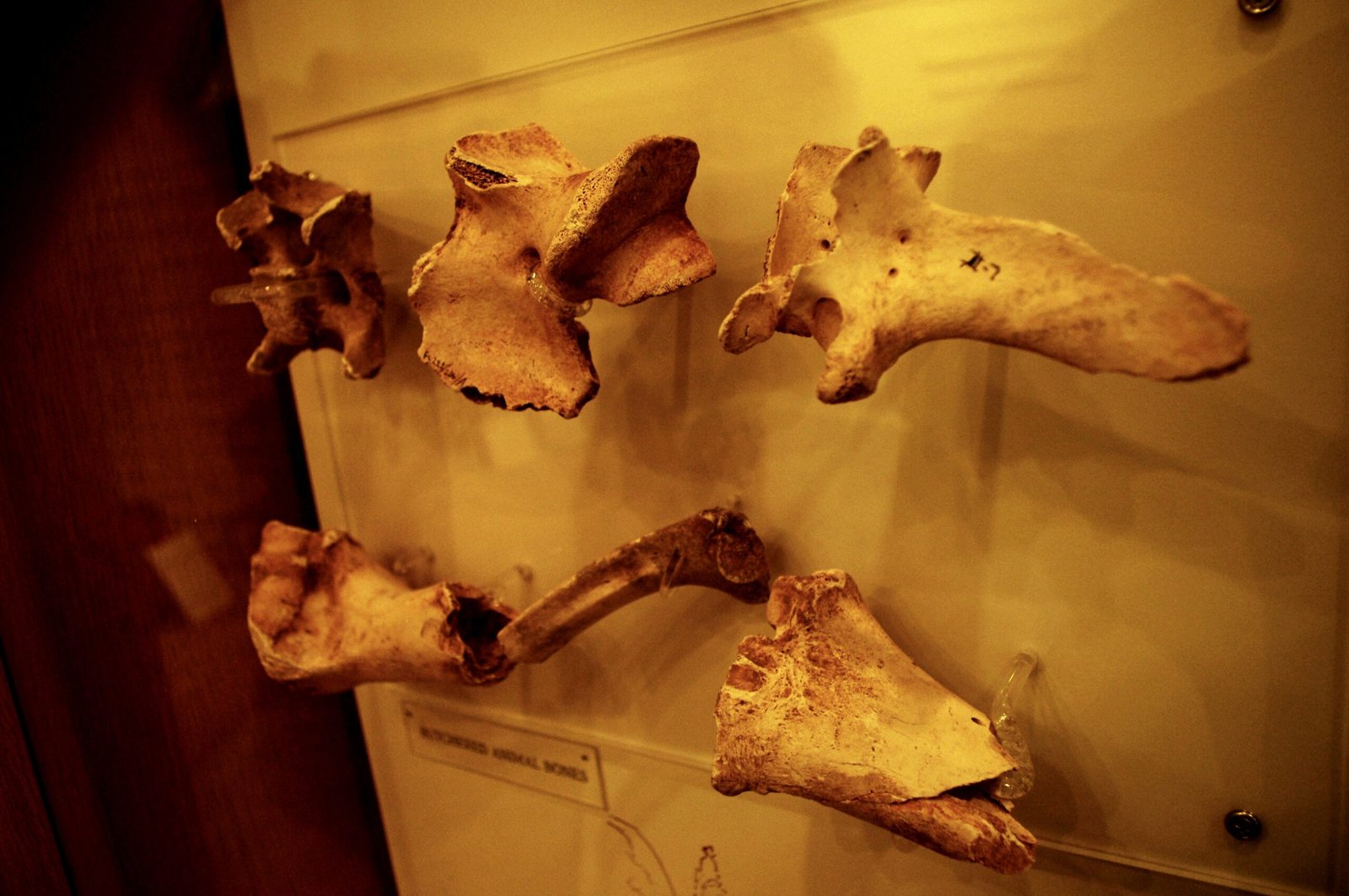 What Animal Bones Reveal (image credits: wikimedia)