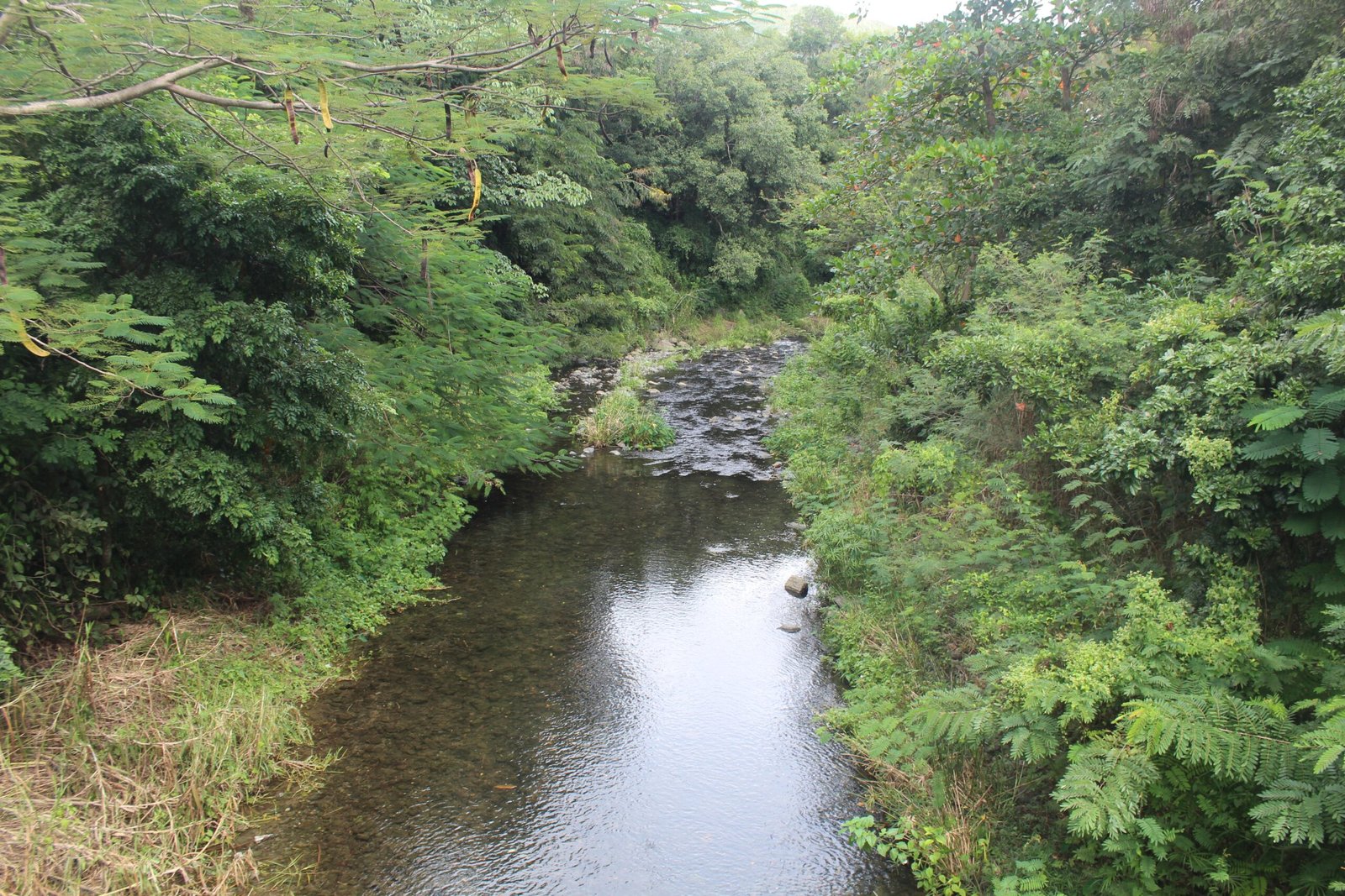 Indigenous Wisdom at the Helm (image credits: wikimedia)