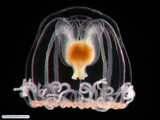 No Brain, No Bones—Just Pure Survival (image credits: wikimedia)