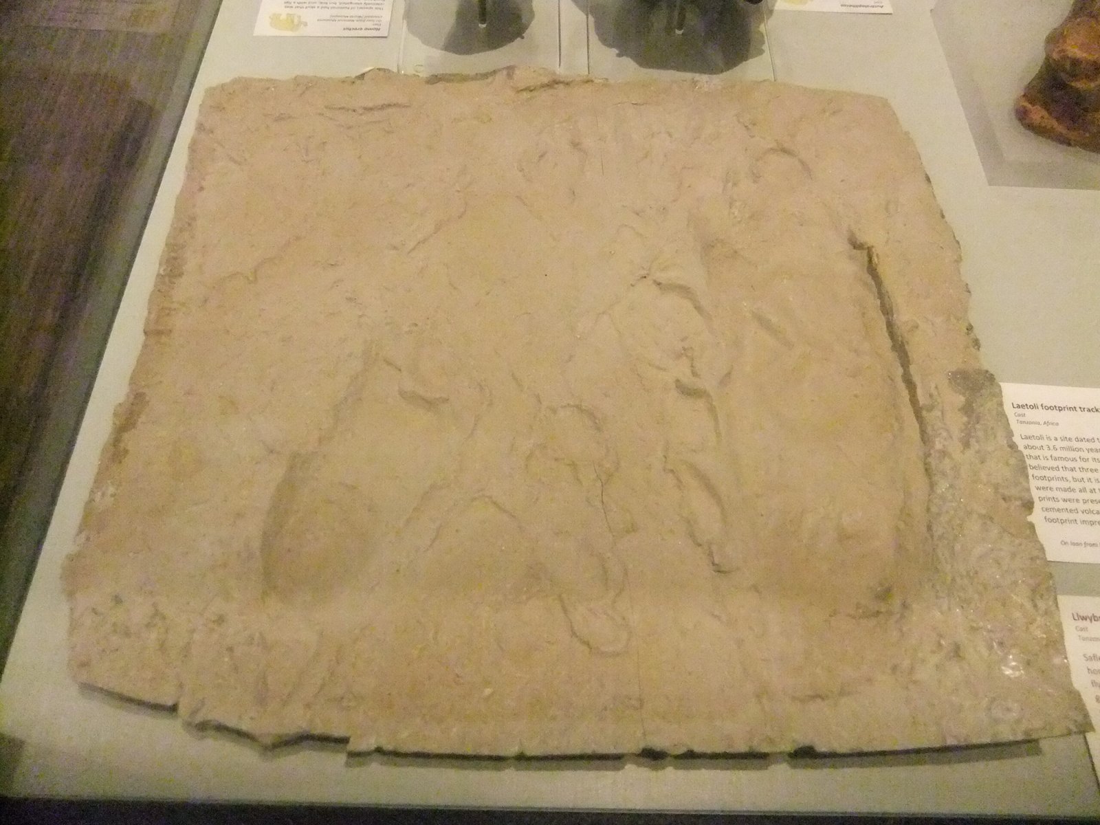 The Lasting Impact on Human Evolution Studies (image credits: wikimedia)