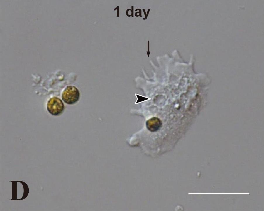 Endosymbiosis: Merging for Survival (image credits: wikimedia)