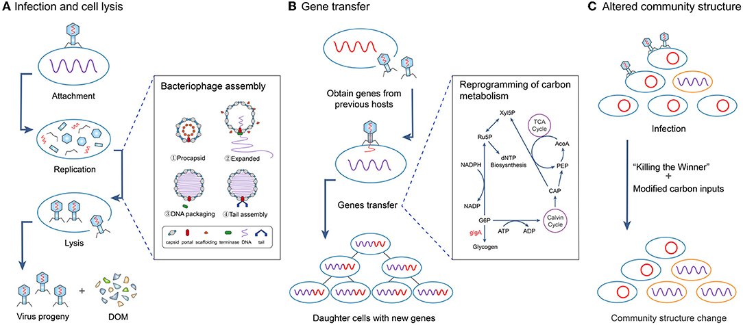 Genetic Exchange: Sharing the Best Ideas (image credits: wikimedia)
