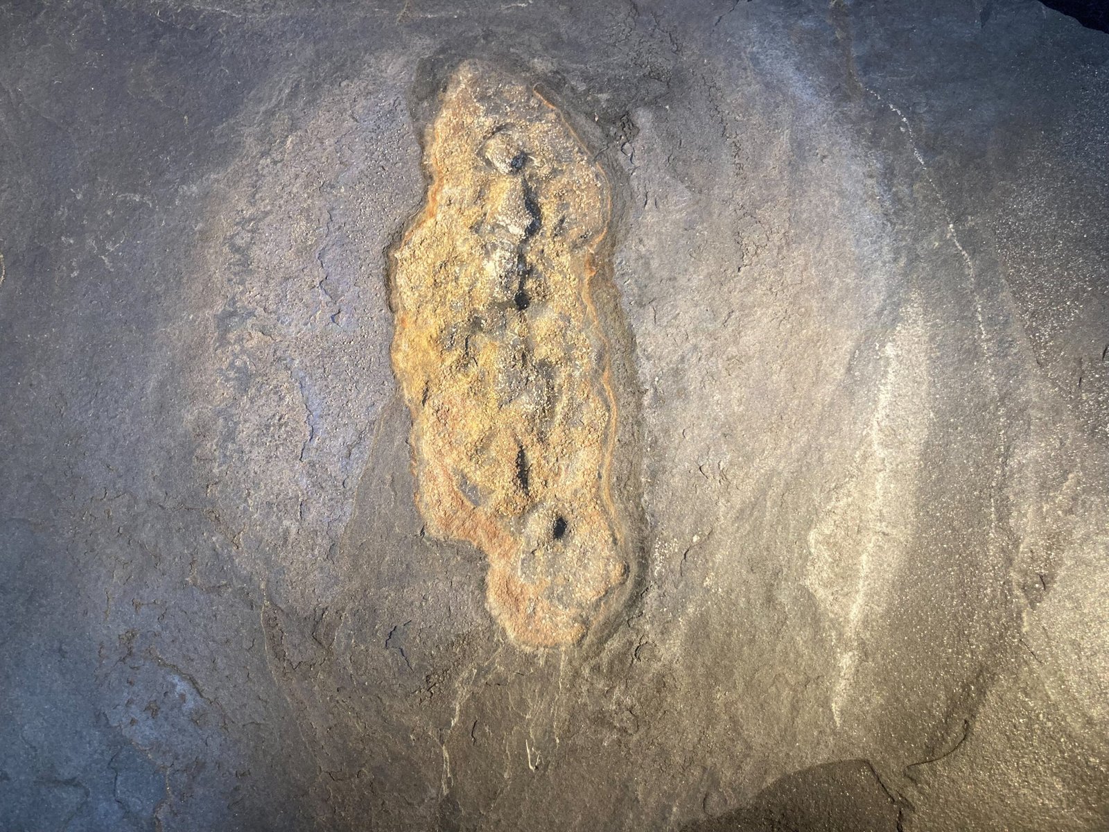 Tracing Multicellularity in the Fossil Record (image credits: wikimedia)