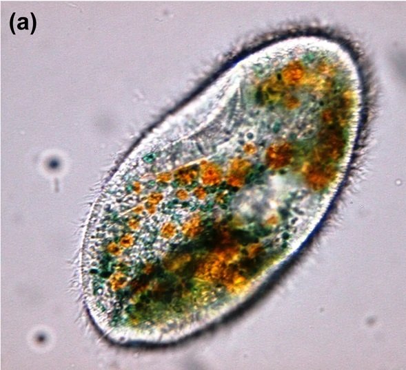 Artificial Life: Recreating Evolution in the Lab (image credits: wikimedia)