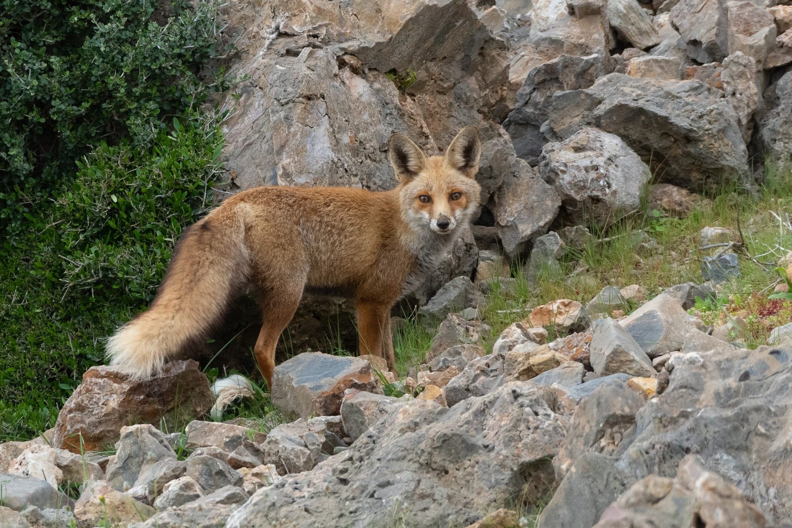 Health and Disease in Urban Foxes (image credits: wikimedia)