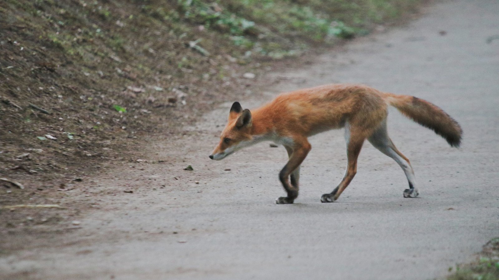 Foxes and the Urban Ecosystem (image credits: wikimedia)
