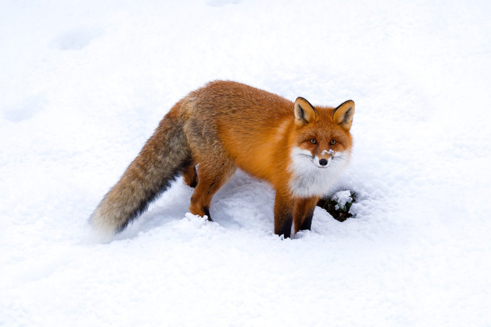 Foxes in Folklore and Popular Culture (image credits: wikimedia)
