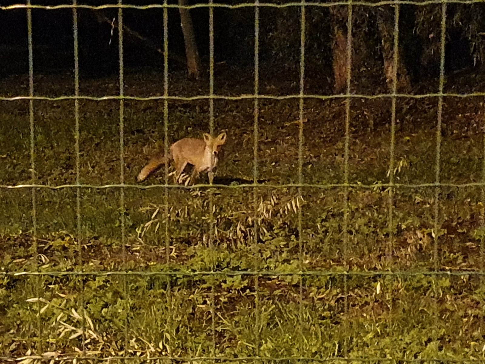 Challenges Facing Urban Foxes (image credits: wikimedia)