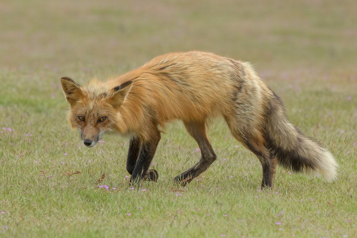 The Ethics of Urban Wildlife Management (image credits: wikimedia)