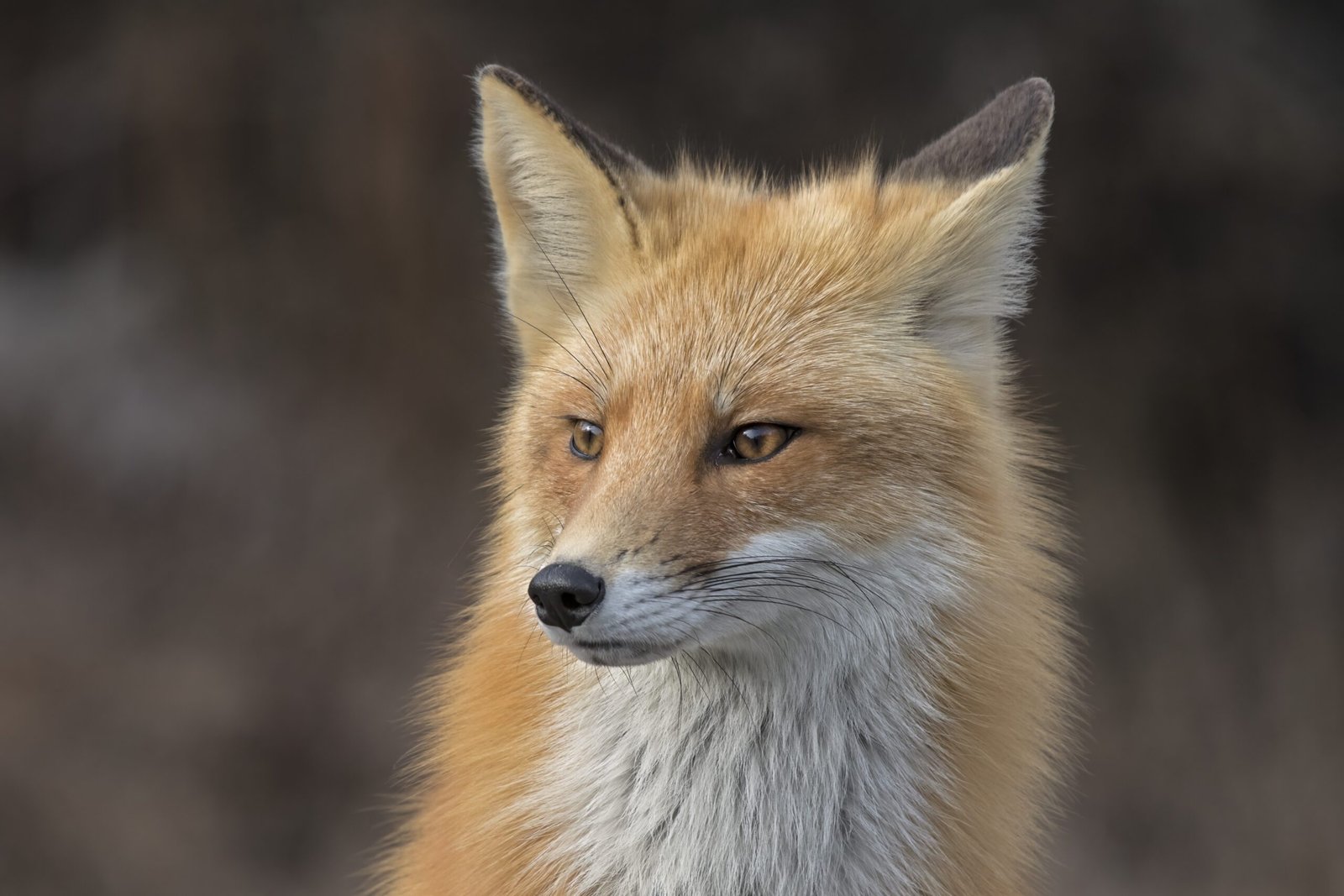 Citizen Science: How the Public Helps Study Foxes (image credits: wikimedia)