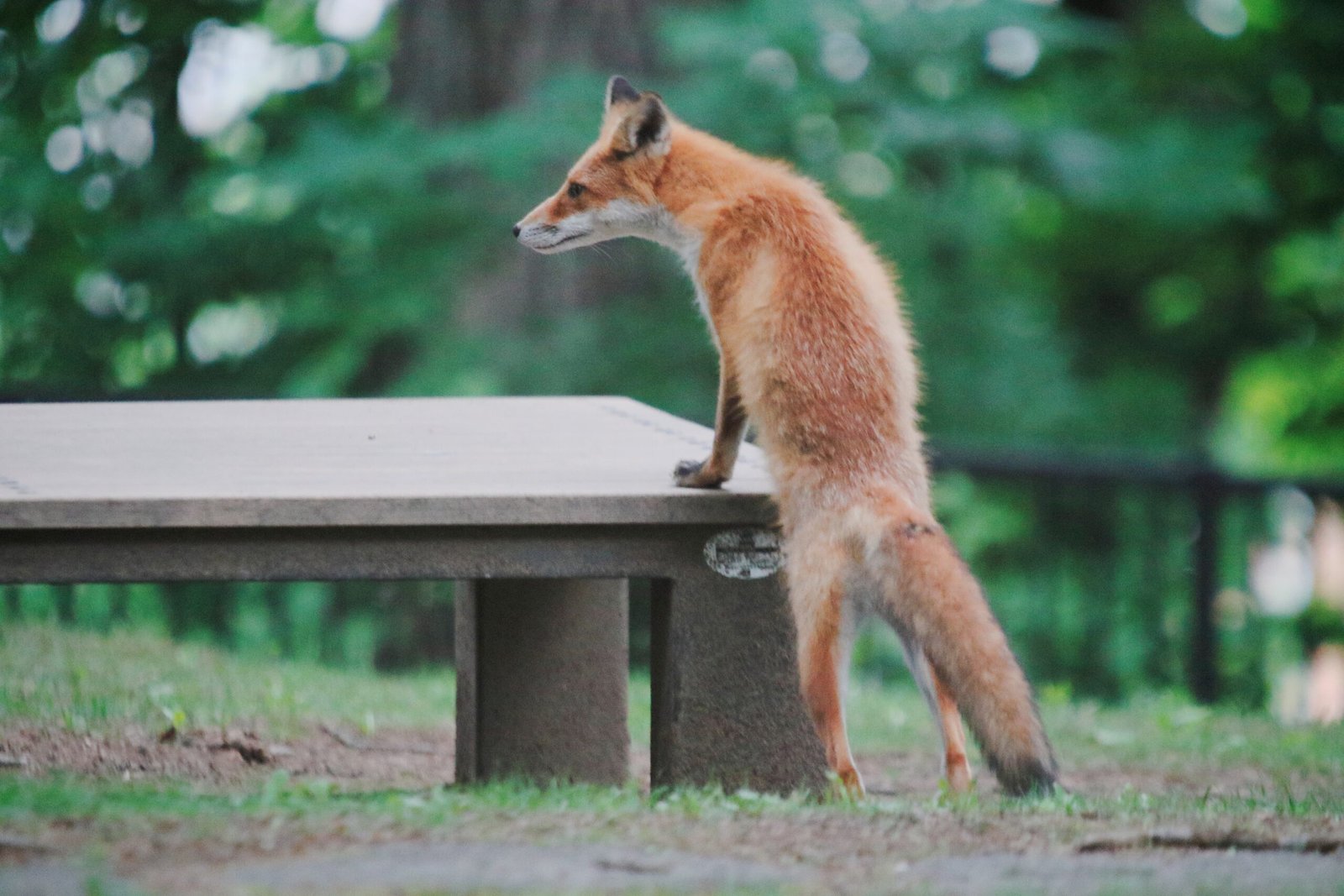 Climate Change and Urban Foxes (image credits: wikimedia)