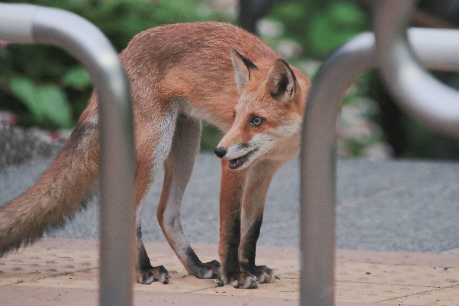 A Wild Future: What Next for Britain’s Urban Foxes? (image credits: wikimedia)