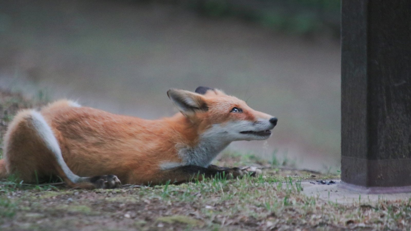 Reflections on Urban Wildness (image credits: wikimedia)
