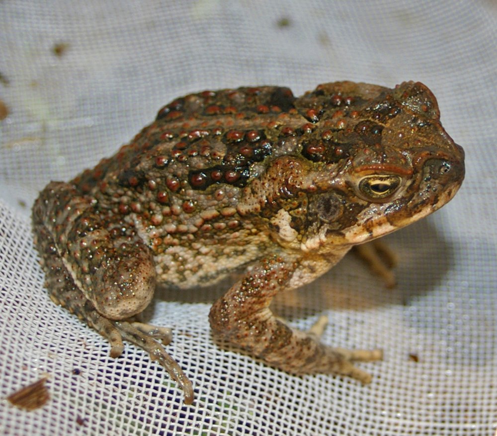 The Arrival: When Cane Toads Came to Australia (image credits: wikimedia)