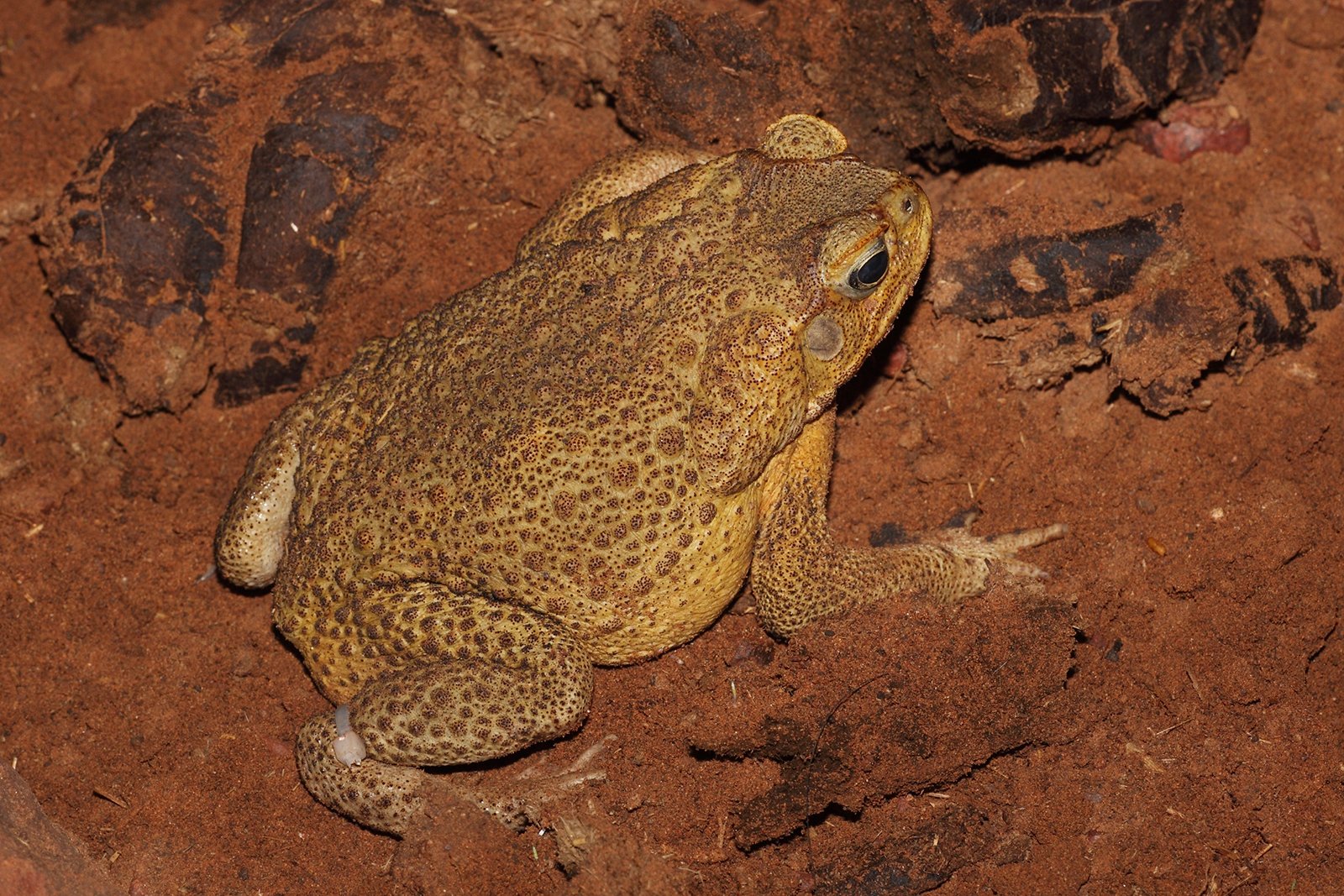 Toxic Trouble: The Deadly Secret of Cane Toads (image credits: wikimedia)