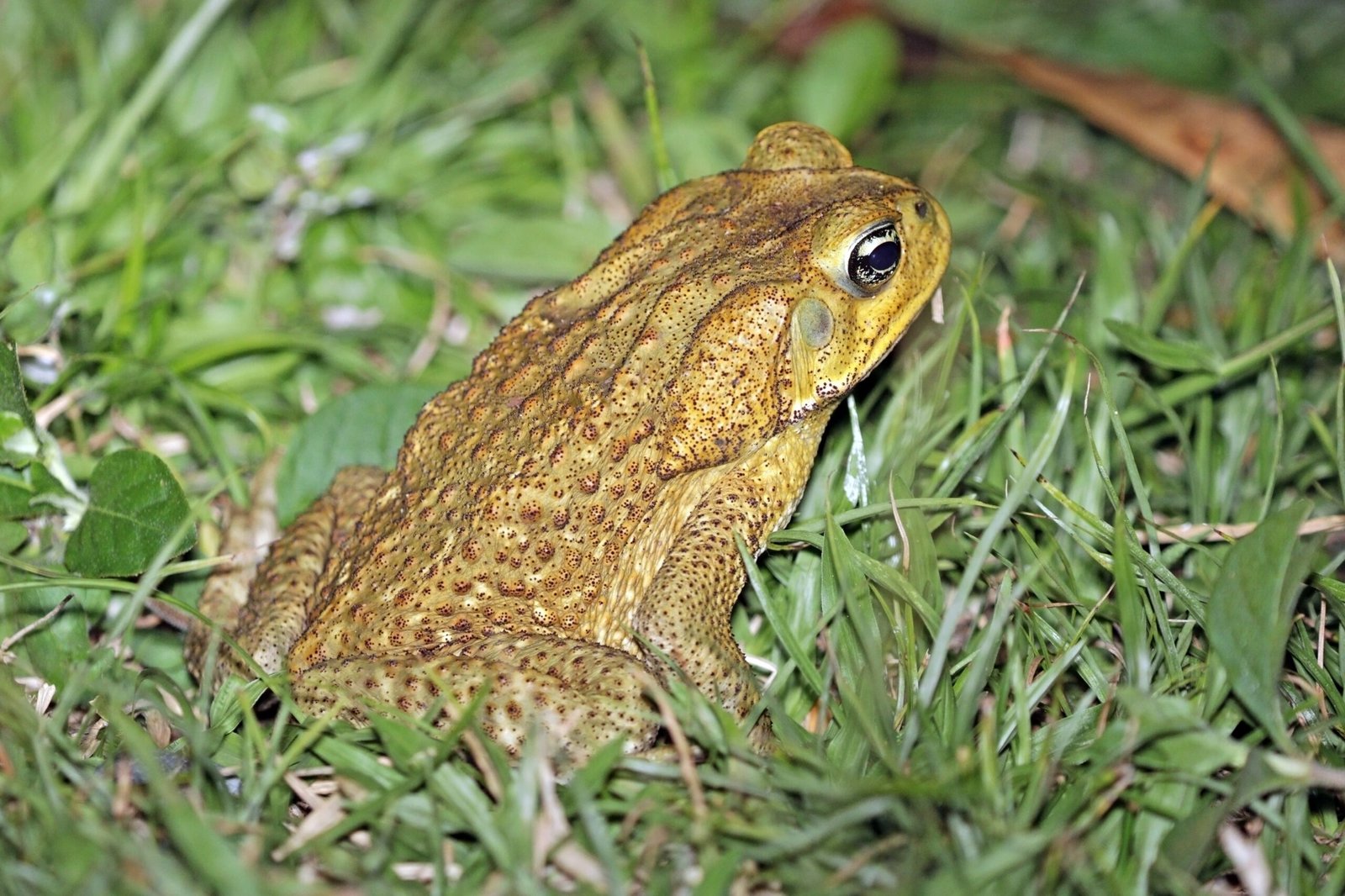 Australian Icons Under Threat (image credits: wikimedia)