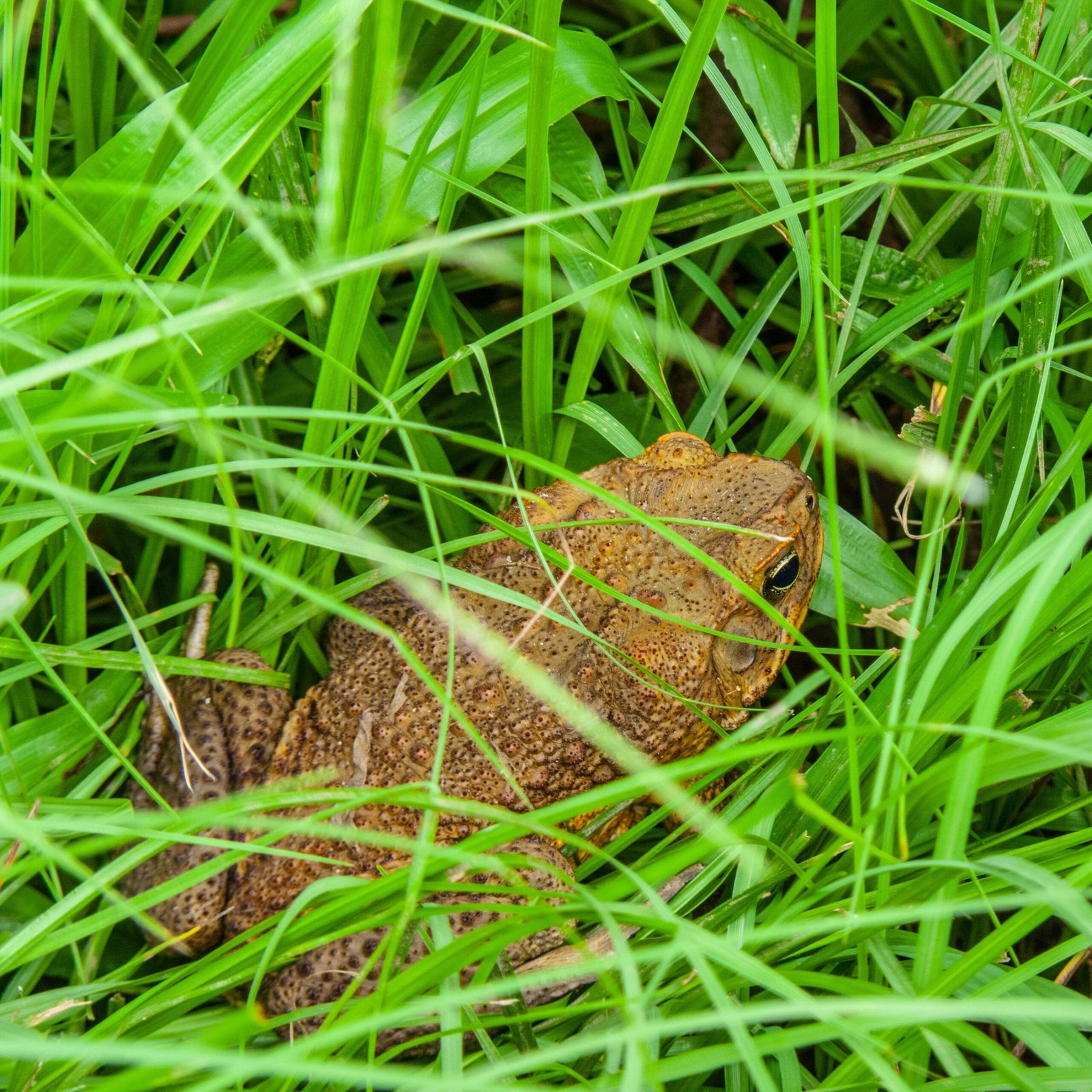 Learning from Mistakes: New Approaches to Invasive Species (image credits: wikimedia)