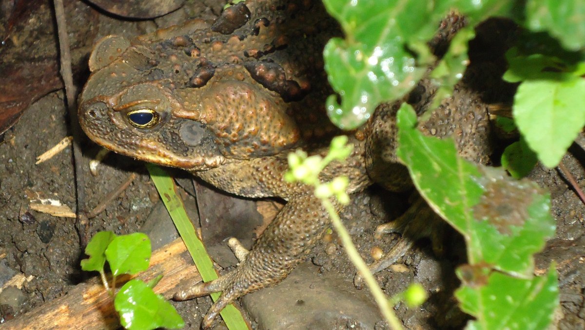 The Global Dimension: Biological Invasions Around the World (image credits: wikimedia)