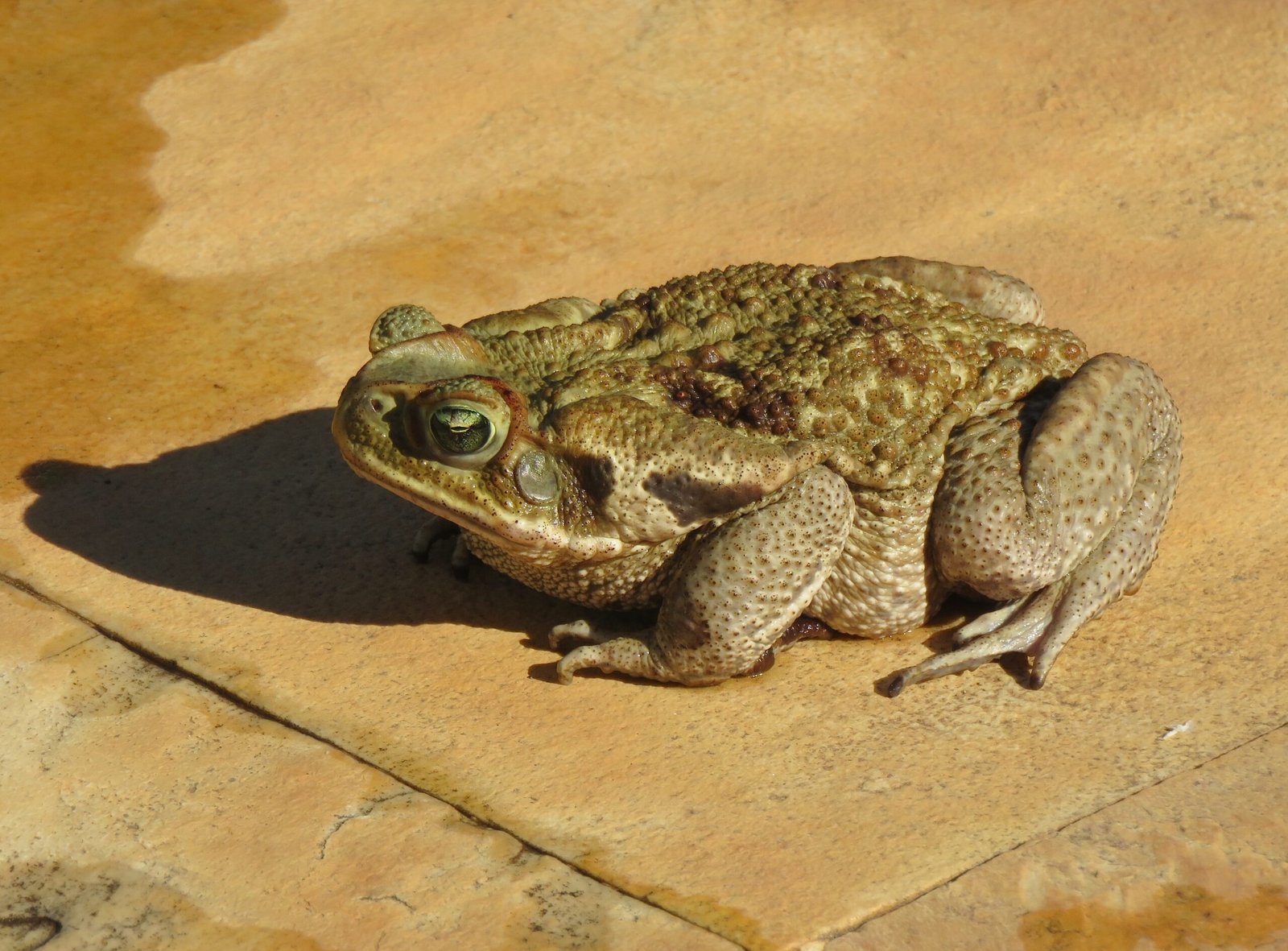 The Cultural Impact: Toads in Australian Life (image credits: wikimedia)