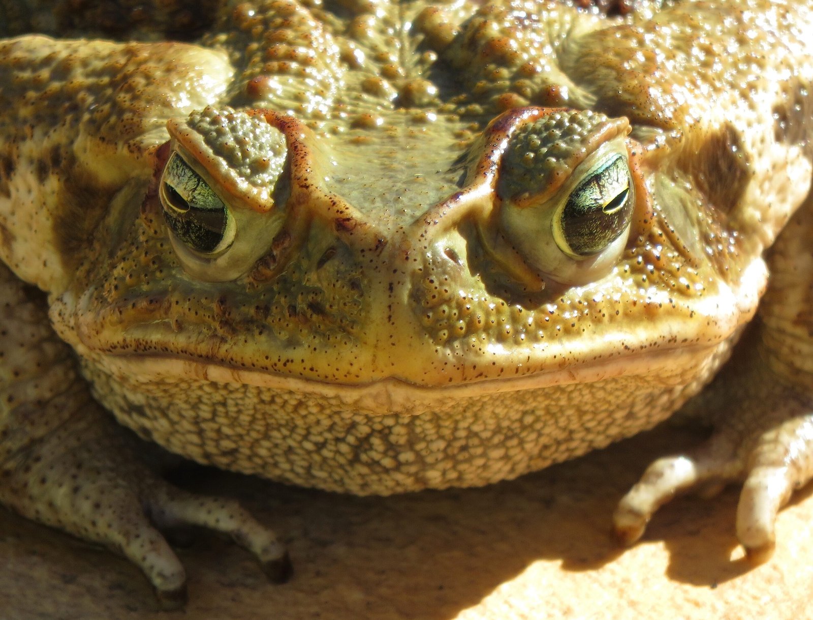 Personal Encounters: Facing the Toads (image credits: wikimedia)