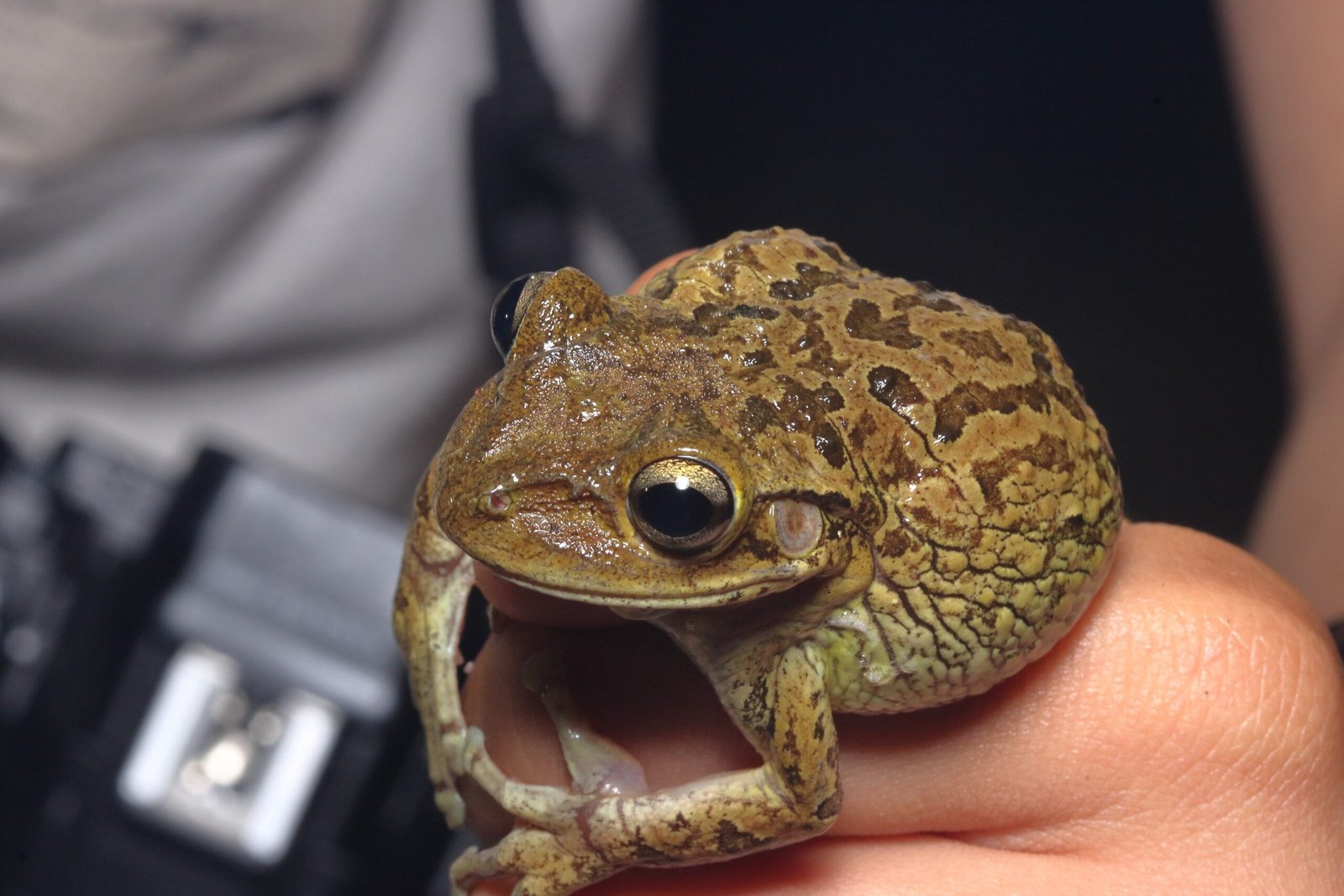 What the Cane Toad Teaches Us About Nature (image credits: wikimedia)