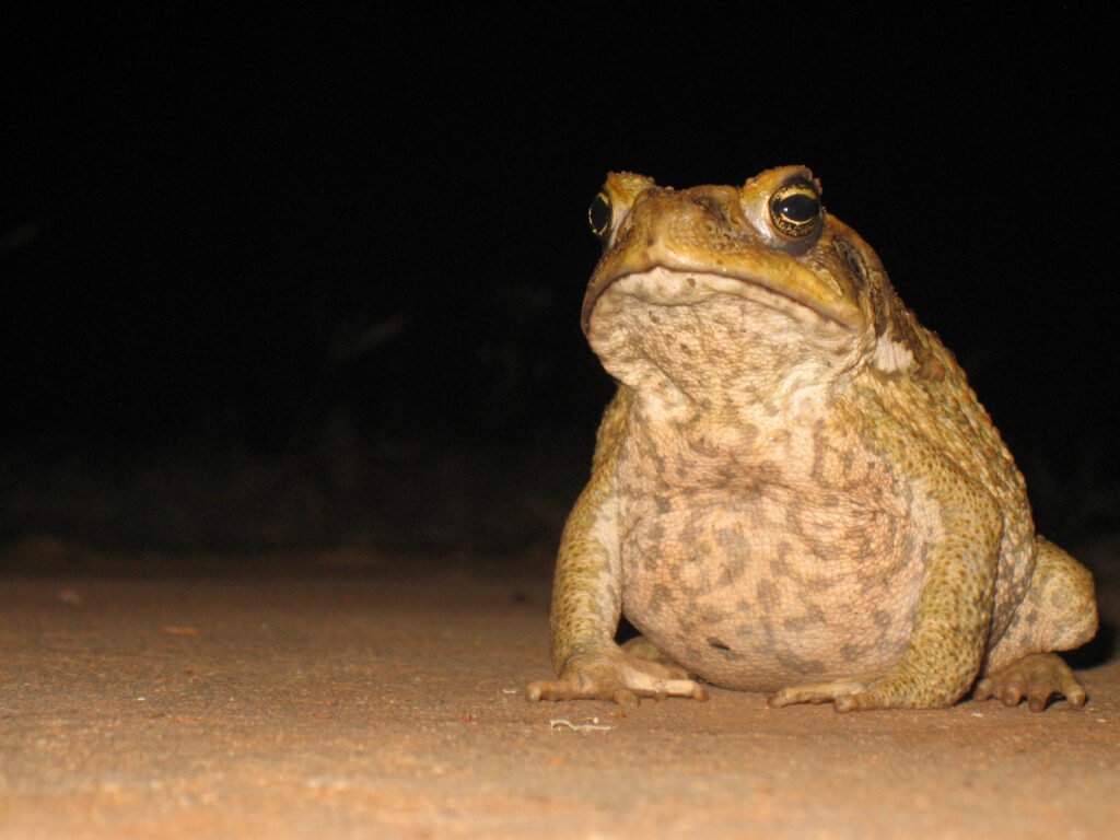 Cane Toads and the Unintended Consequences of Biological Invasions Down Under