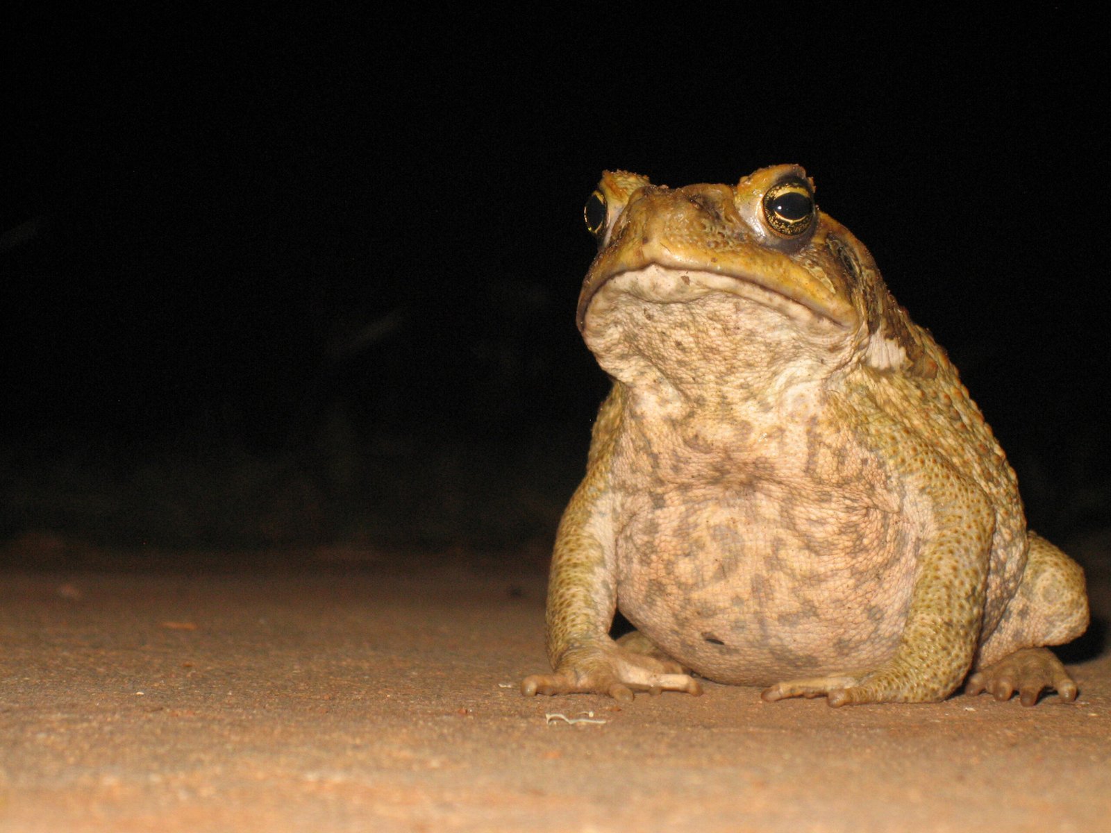 Cane Toads and the Unintended Consequences of Biological Invasions Down Under