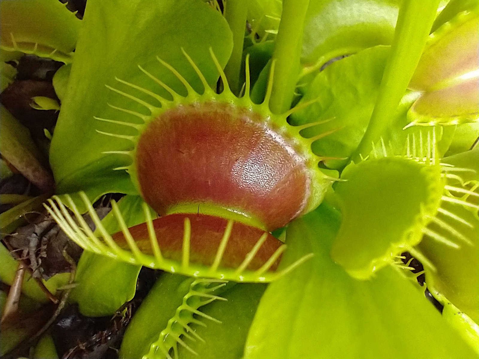 A Plant Like No Other: Meet the Venus Flytrap (image credits: wikimedia)