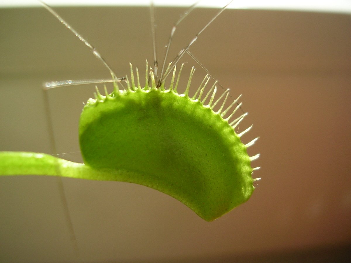 Why Eating Insects Is a Necessity, Not a Choice (image credits: wikimedia)