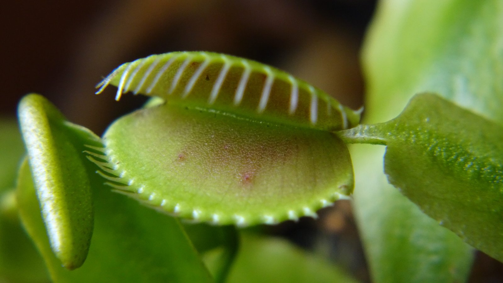 Trigger Hairs: The Plant’s High-Tech Security System (image credits: wikimedia)
