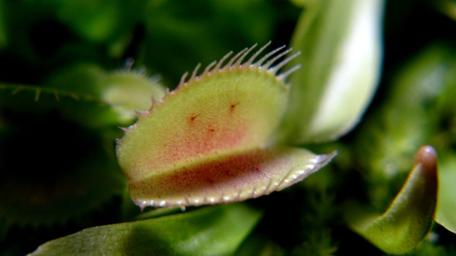 How Does the Venus Flytrap Digest Its Prey? (image credits: wikimedia)