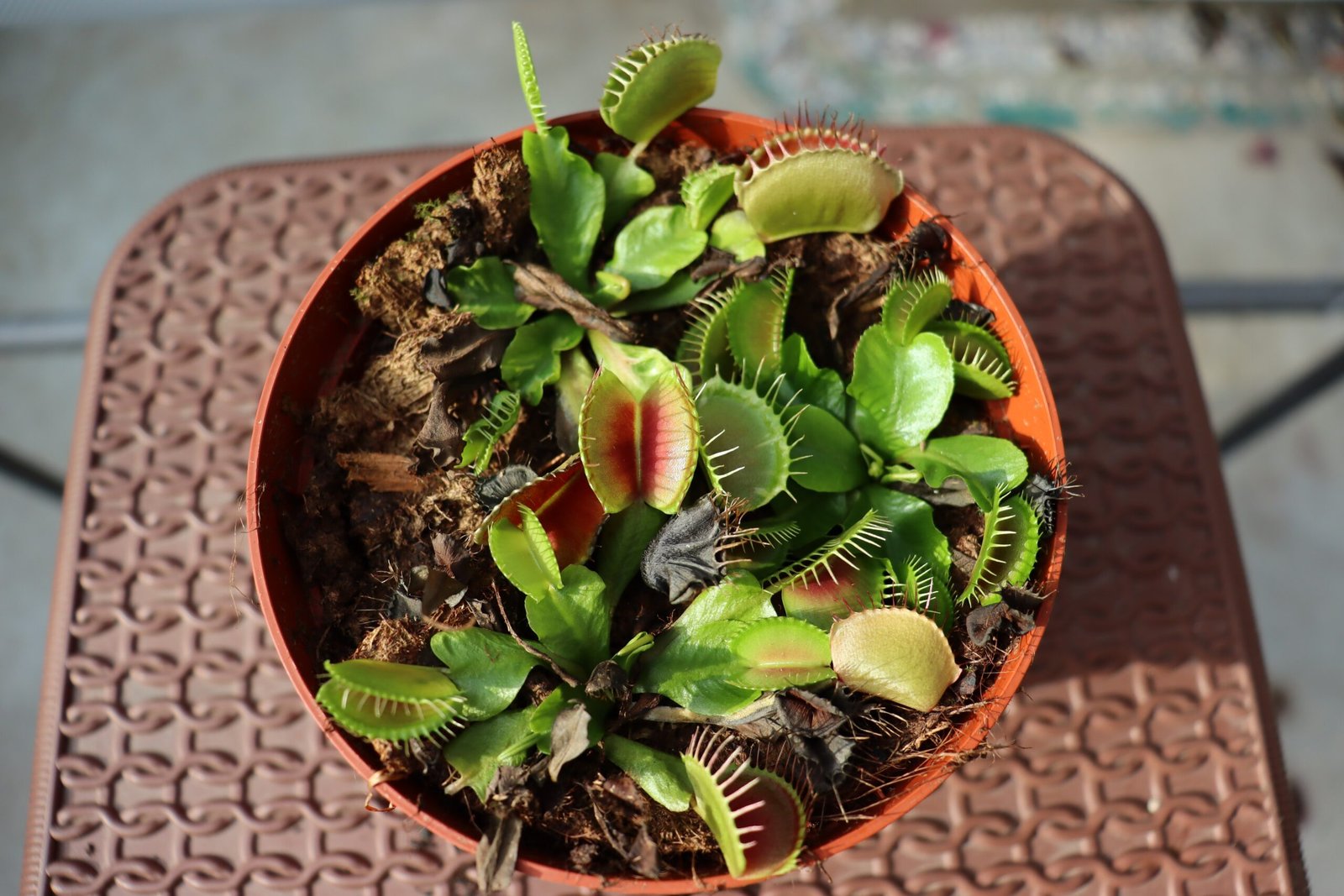Venus Flytraps in Popular Culture and Myth (image credits: wikimedia)