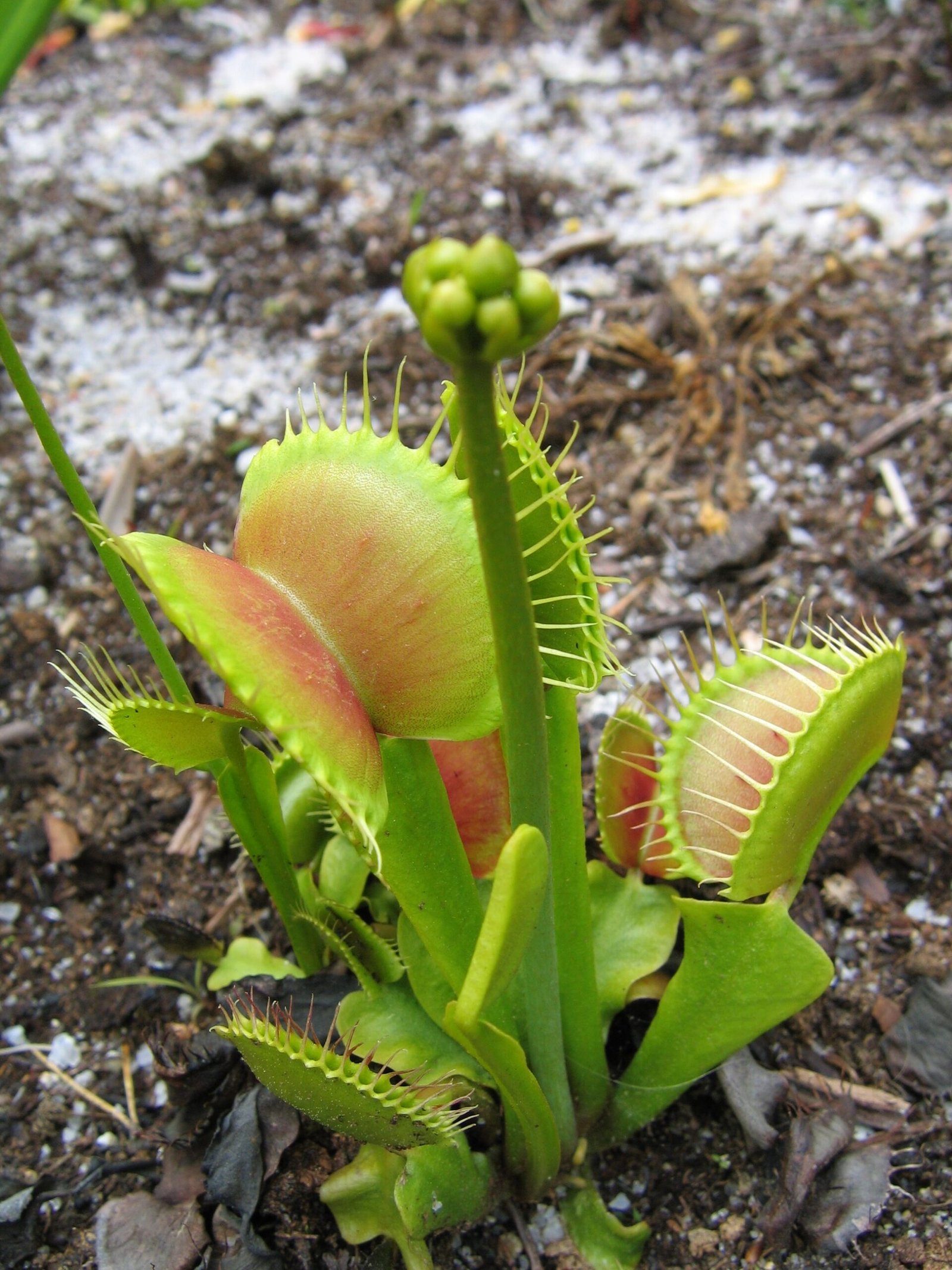Challenges in the Wild: Threats to Survival (image credits: wikimedia)