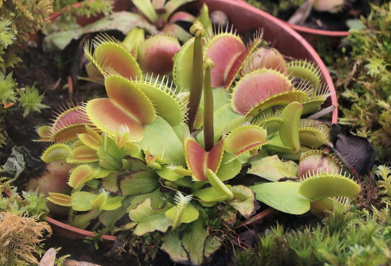 Growing Your Own: The Realities of Cultivating Venus Flytraps (image credits: wikimedia)