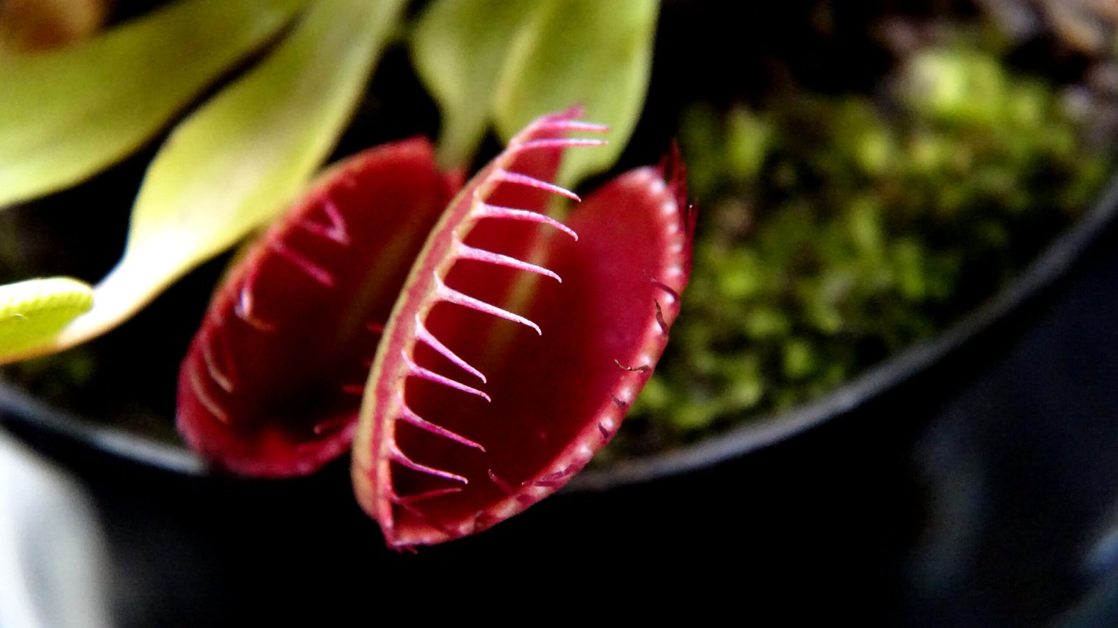 The Role of Sunlight: Photosynthesis Still Matters (image credits: wikimedia)