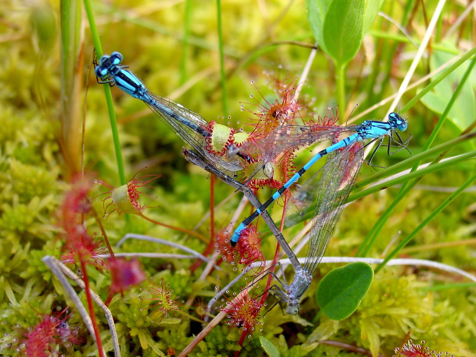 Other Carnivorous Plants: Not Alone in the Hunt (image credits: wikimedia)