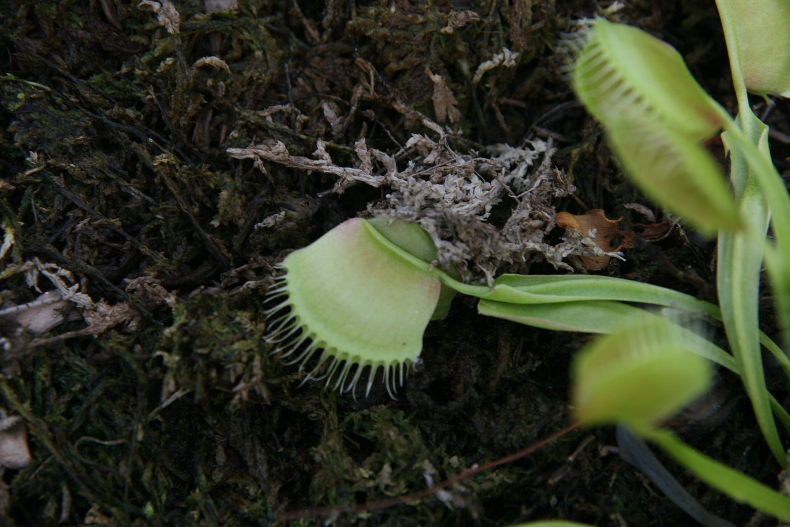 Venus Flytraps in Science and Research (image credits: wikimedia)
