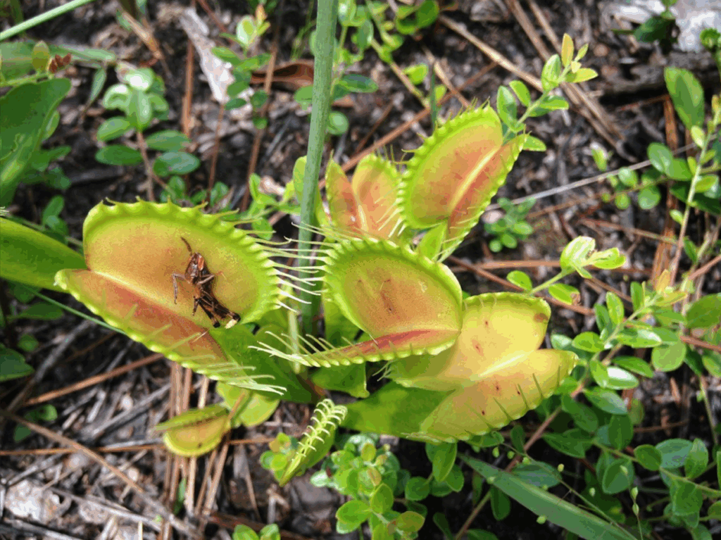 The Venus Flytrap Doesn’t Eat for Fun — It Has to Hunt to Survive