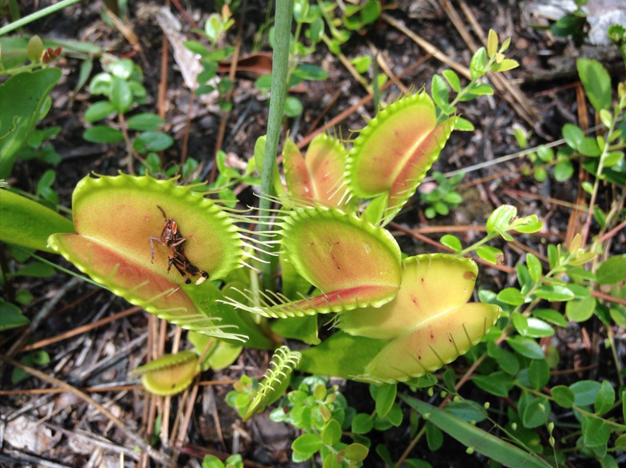 The Venus Flytrap Doesn’t Eat for Fun — It Has to Hunt to Survive