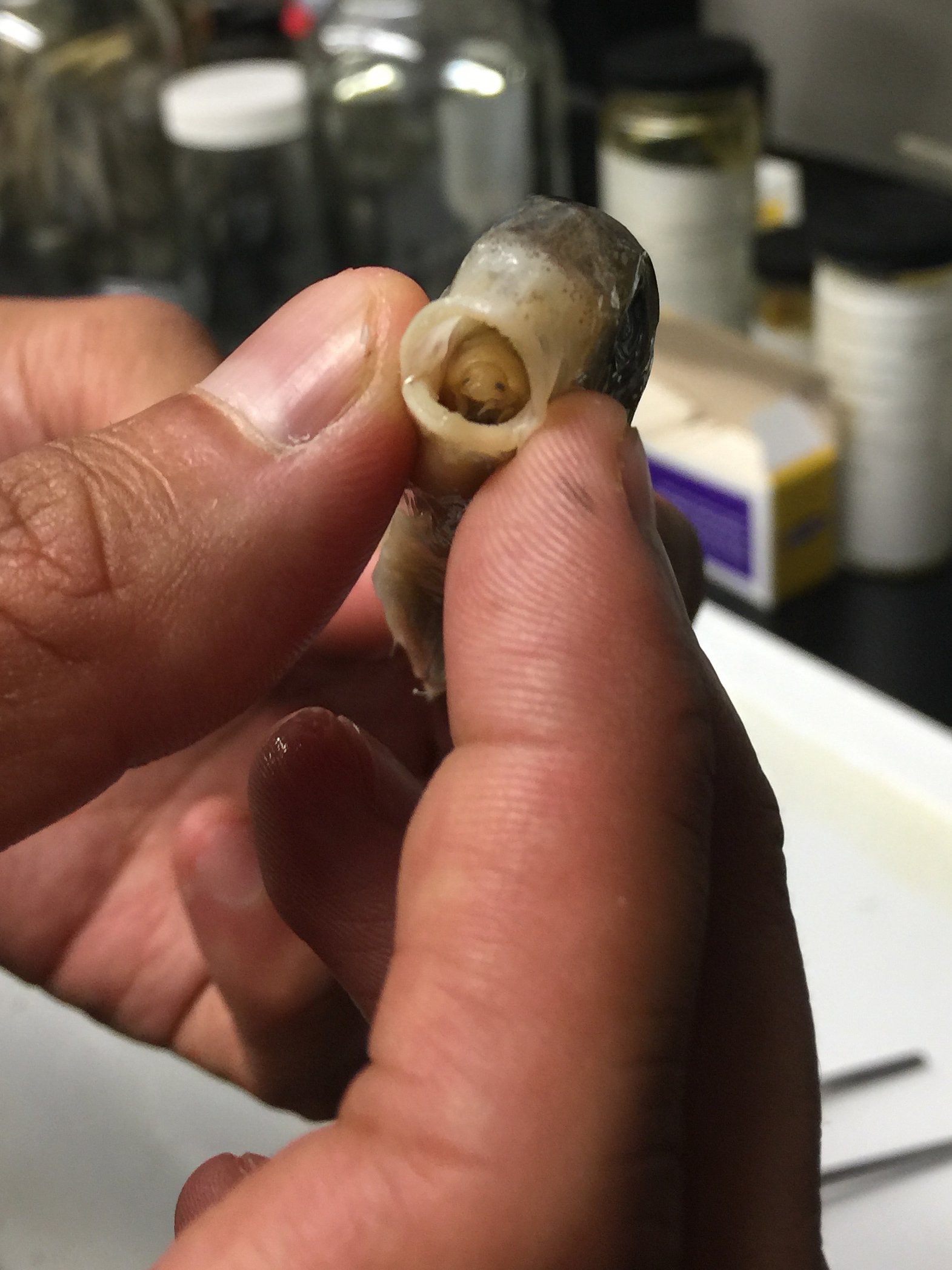 Why Does Cymothoa exigua Do This? (image credits: wikimedia)