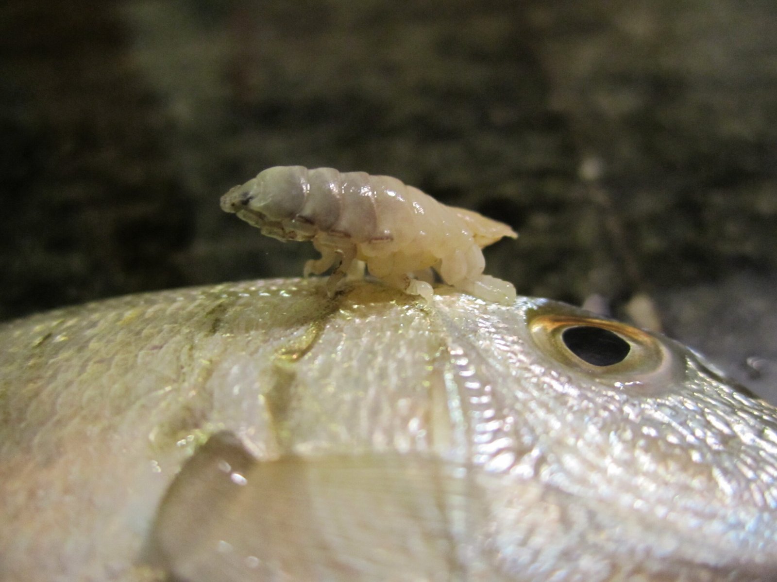 Impacts on Fish Health and Behavior (image credits: wikimedia)