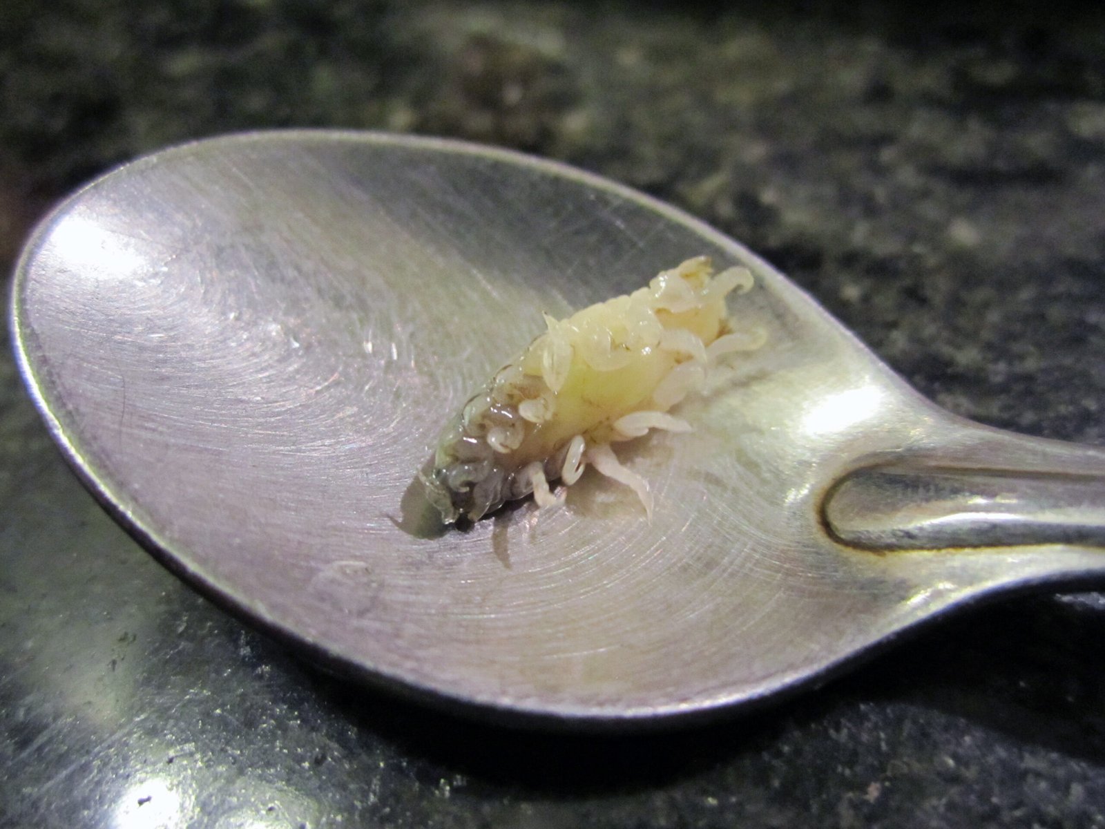 Can Humans Be Harmed by Cymothoa exigua? (image credits: wikimedia)