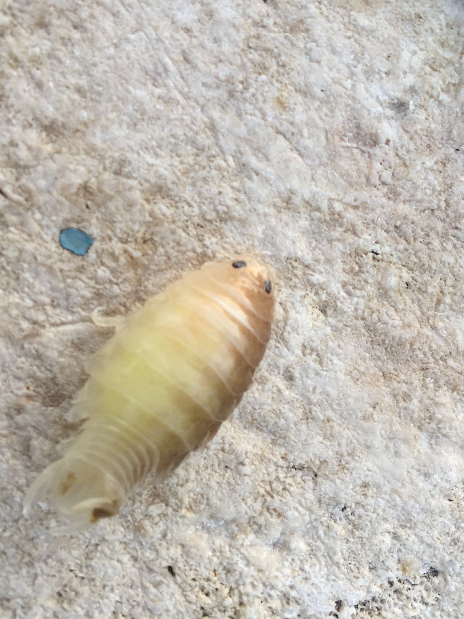 The Science Behind Parasitic Evolution (image credits: wikimedia)