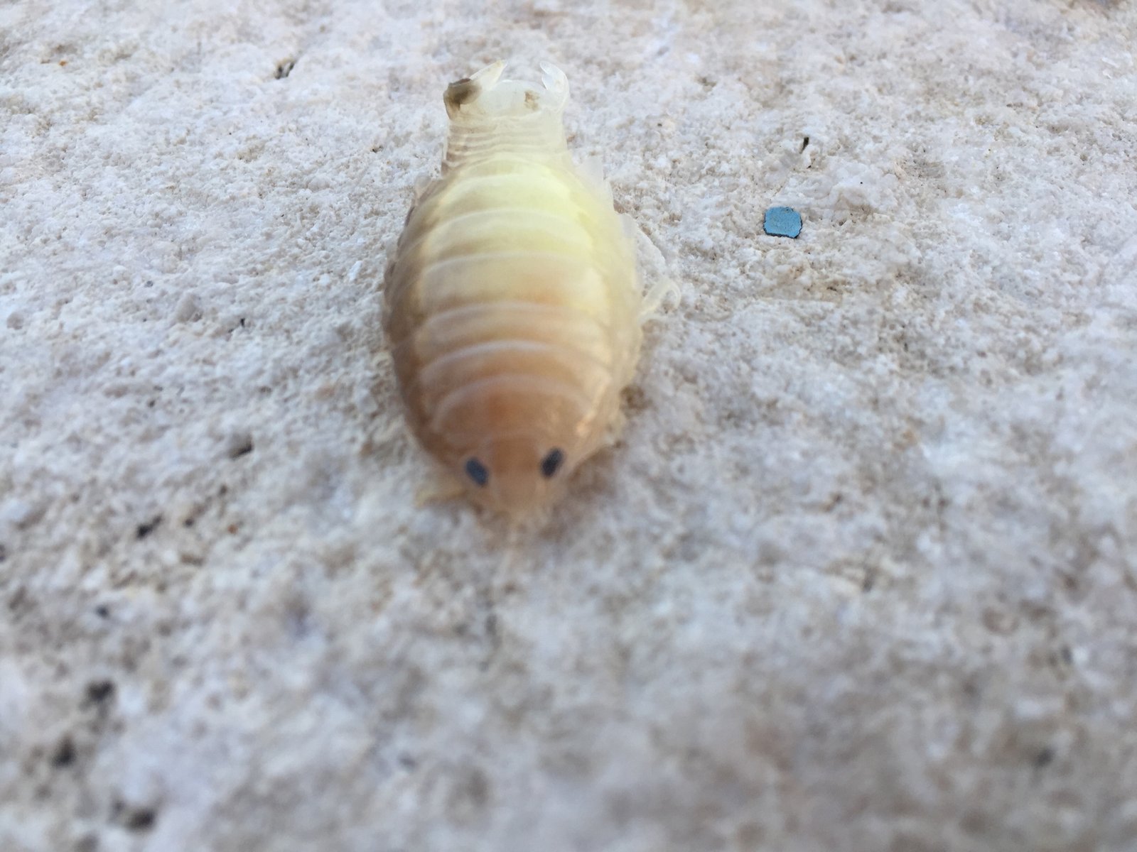 Nature’s Most Unbelievable Survival Strategies (image credits: wikimedia)