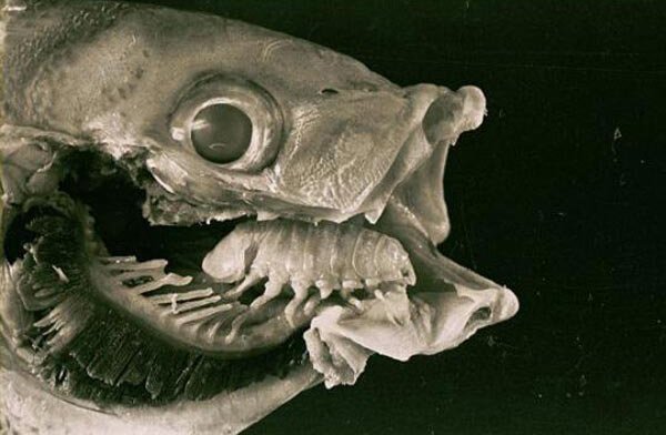 How Do Fish Try to Defend Themselves? (image credits: wikimedia)