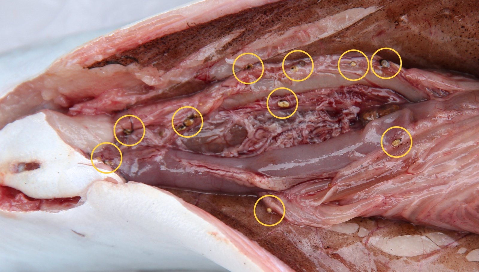 The Odd Symbiosis: Mutual Survival? (image credits: wikimedia)
