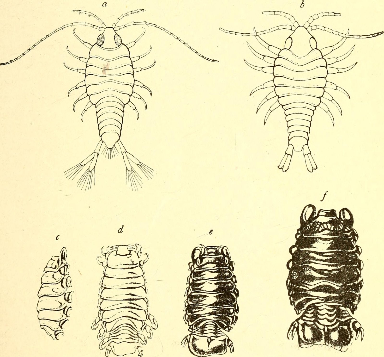 What Does This Tell Us About Life’s Complexity? (image credits: wikimedia)