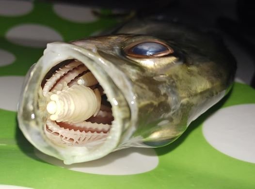 There’s a Species of Fish That Invades the Mouth and Replaces the Tongue