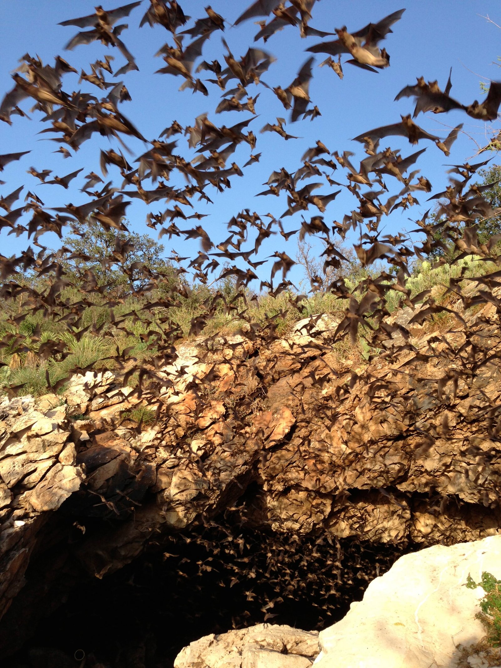 Bat Behavior: Working With the Environment (image credits: wikimedia)